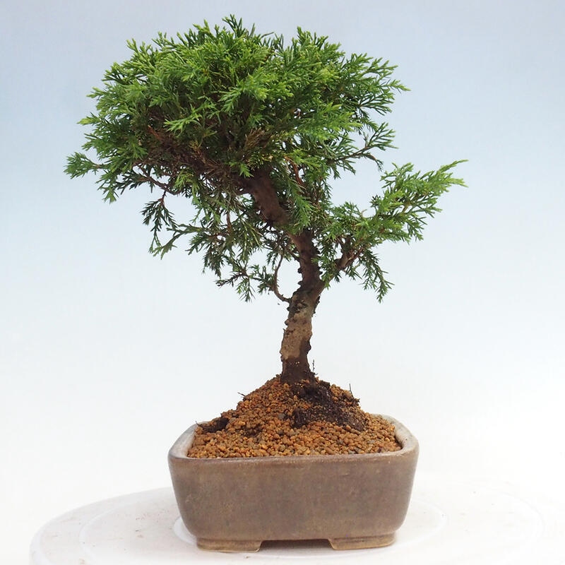 Vonkajší bonsai - Juniperus chinensis Itoigawa -Jalovec čínsky