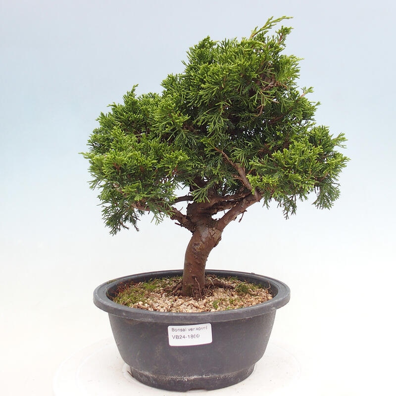 Vonkajší bonsai - Juniperus chinensis Itoigawa -Jalovec čínsky