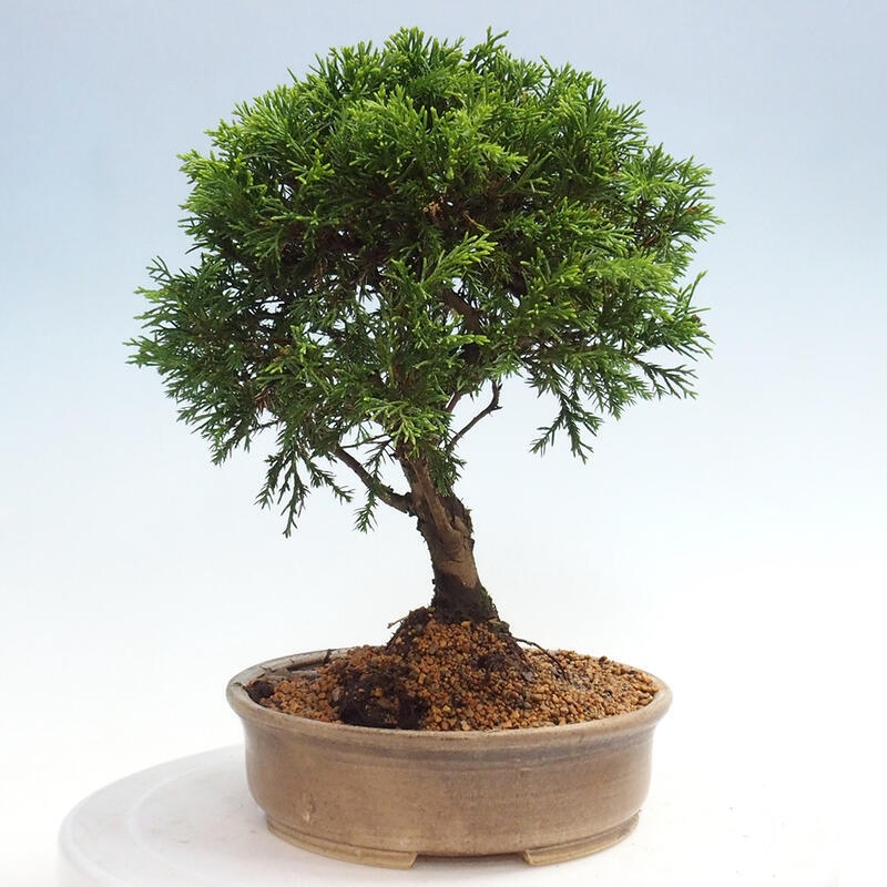 Vonkajší bonsai - Juniperus chinensis Itoigawa -Jalovec čínsky