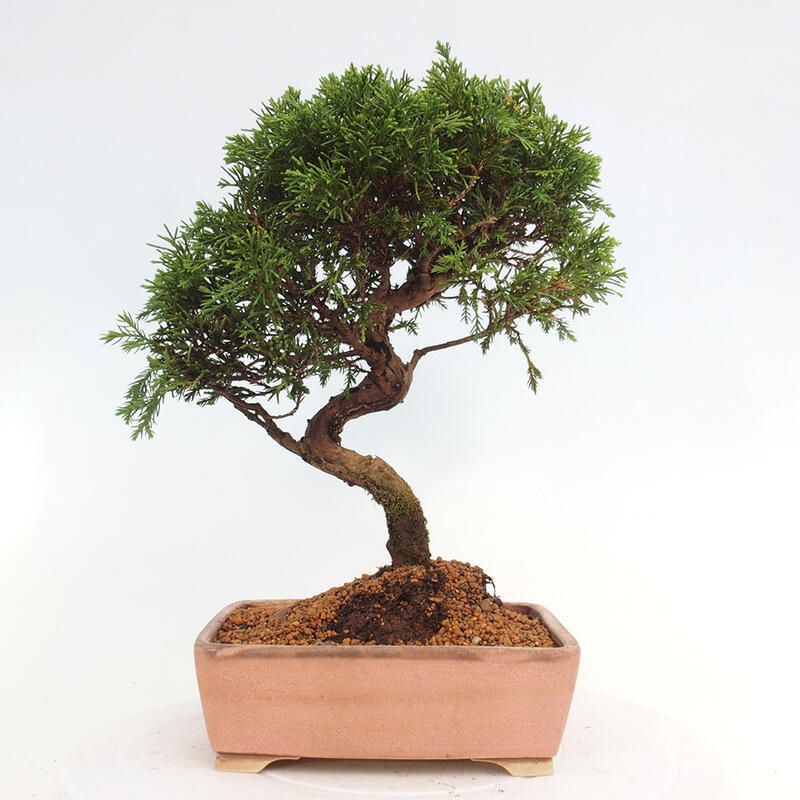 Vonkajší bonsai - Juniperus chinensis Itoigawa -Jalovec čínsky