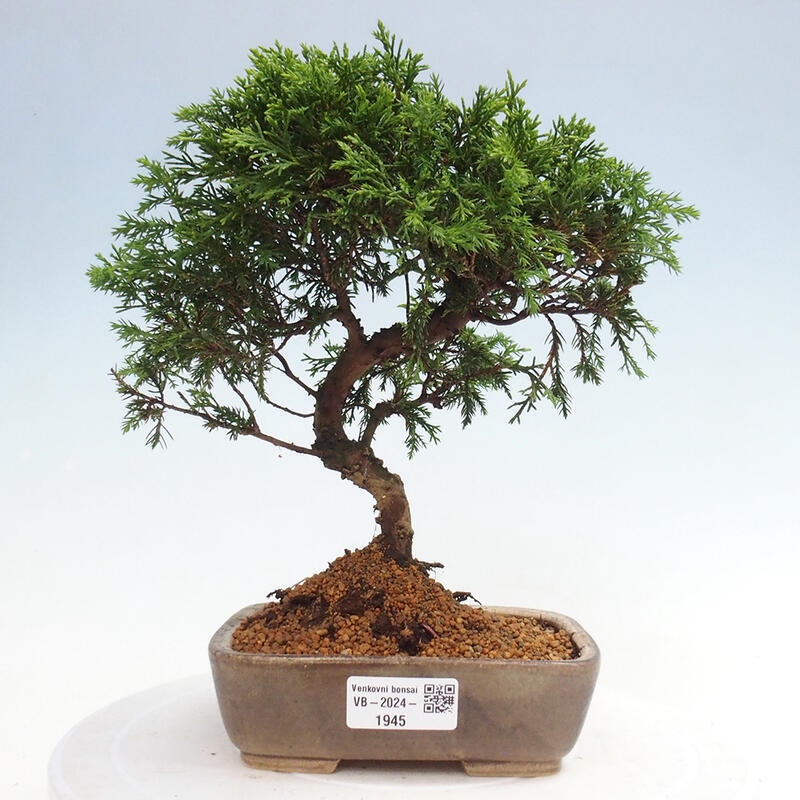 Vonkajší bonsai - Juniperus chinensis Itoigawa -Jalovec čínsky