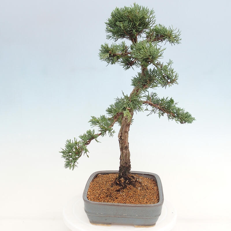 Vonkajšie bonsai - Juniperus chinensis Kishu -Jalovec čínsky