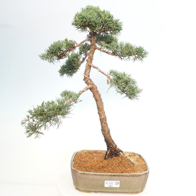 Vonkajšie bonsai - Juniperus chinensis Kishu -Jalovec čínsky