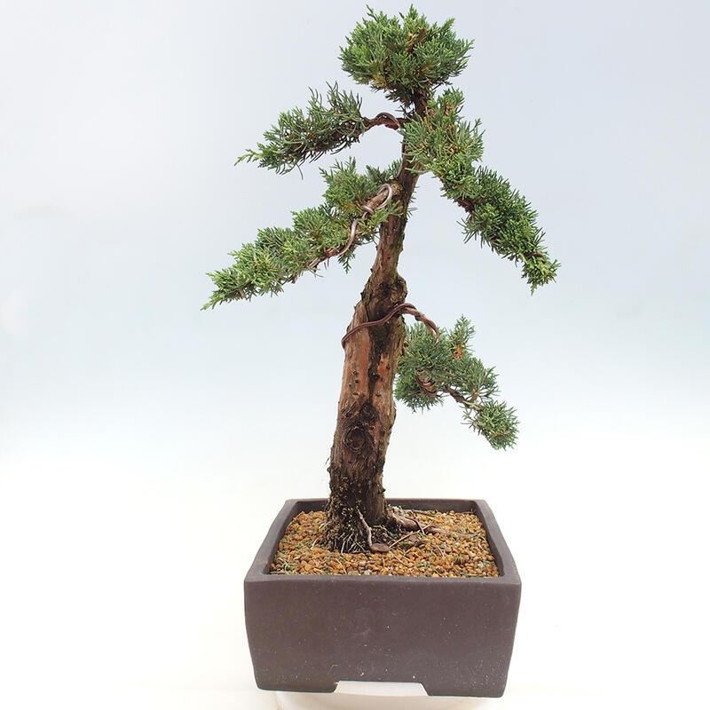 Vonkajšie bonsai - Juniperus chinensis Kishu -Jalovec čínsky