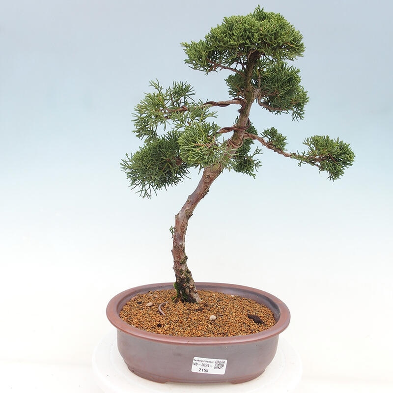 Vonkajšie bonsai - Juniperus chinensis Kishu -Jalovec čínsky