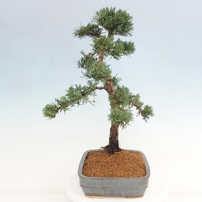 Vonkajšie bonsai - Juniperus chinensis Kishu -Jalovec čínsky