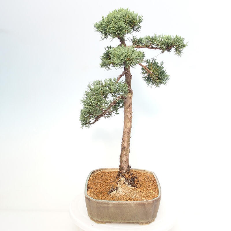 Vonkajšie bonsai - Juniperus chinensis Kishu -Jalovec čínsky