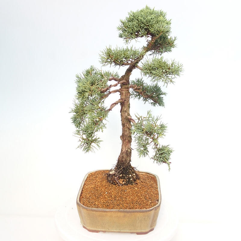 Vonkajšie bonsai - Juniperus chinensis Kishu -Jalovec čínsky