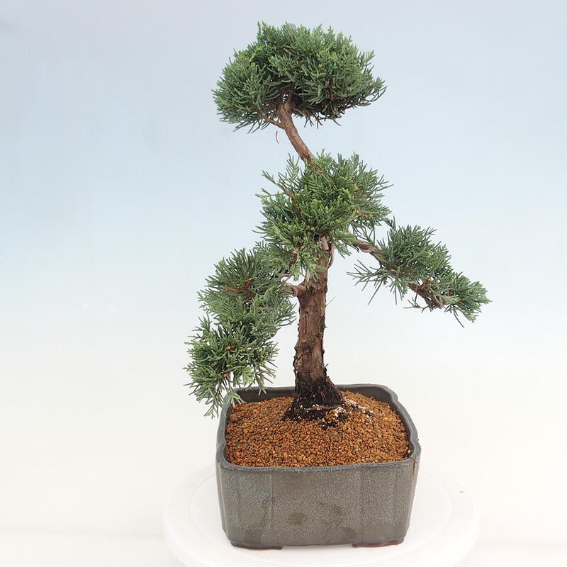 Vonkajšie bonsai - Juniperus chinensis Kishu -Jalovec čínsky