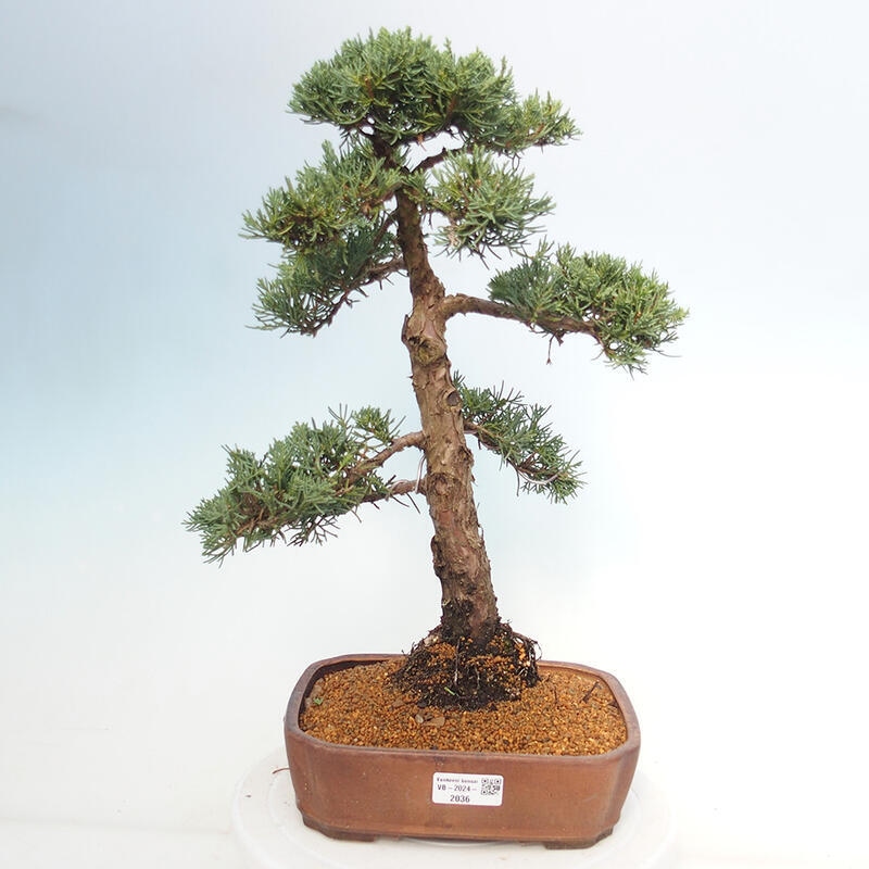 Vonkajšie bonsai - Juniperus chinensis Kishu -Jalovec čínsky