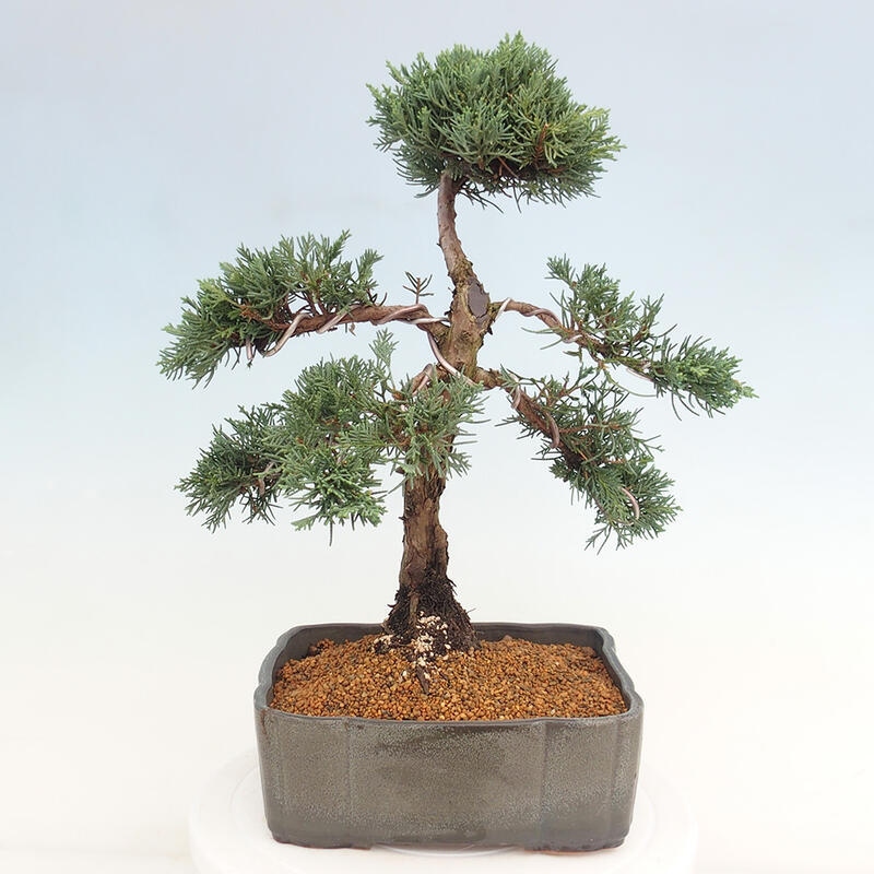 Vonkajšie bonsai - Juniperus chinensis Kishu -Jalovec čínsky