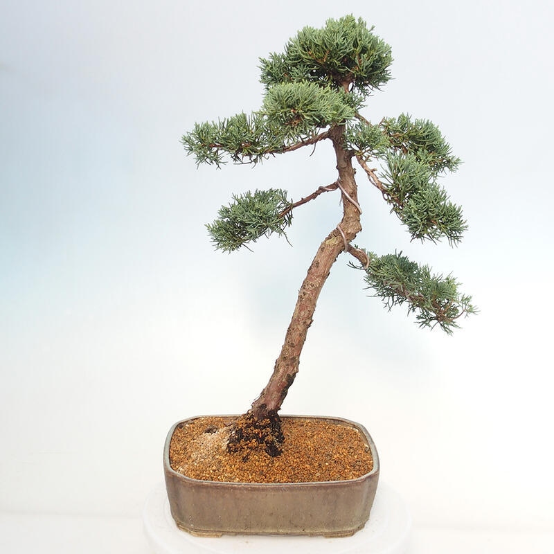 Vonkajšie bonsai - Juniperus chinensis Kishu -Jalovec čínsky