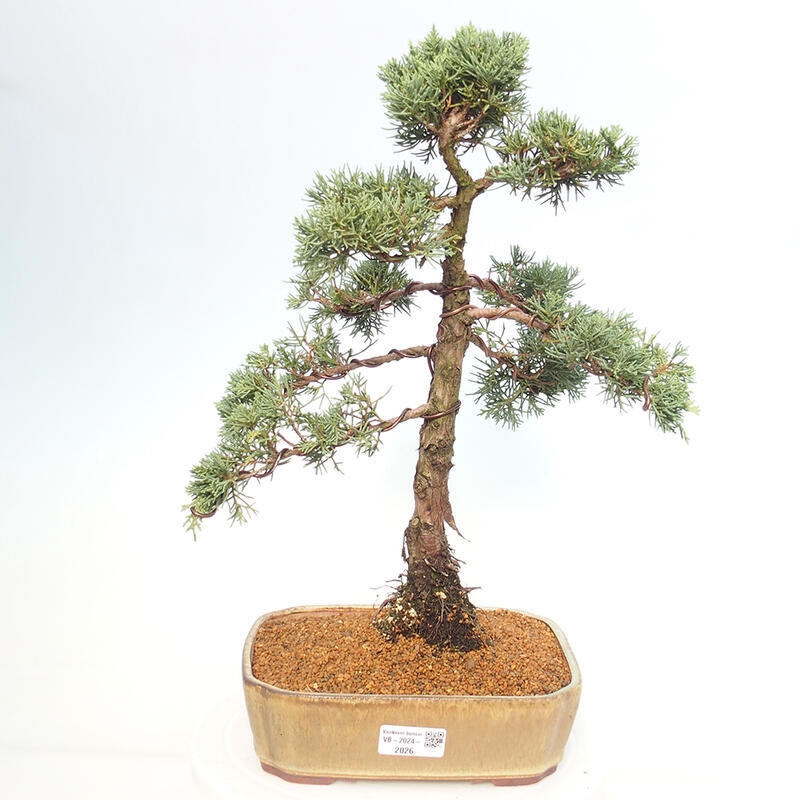 Vonkajšie bonsai - Juniperus chinensis Kishu -Jalovec čínsky