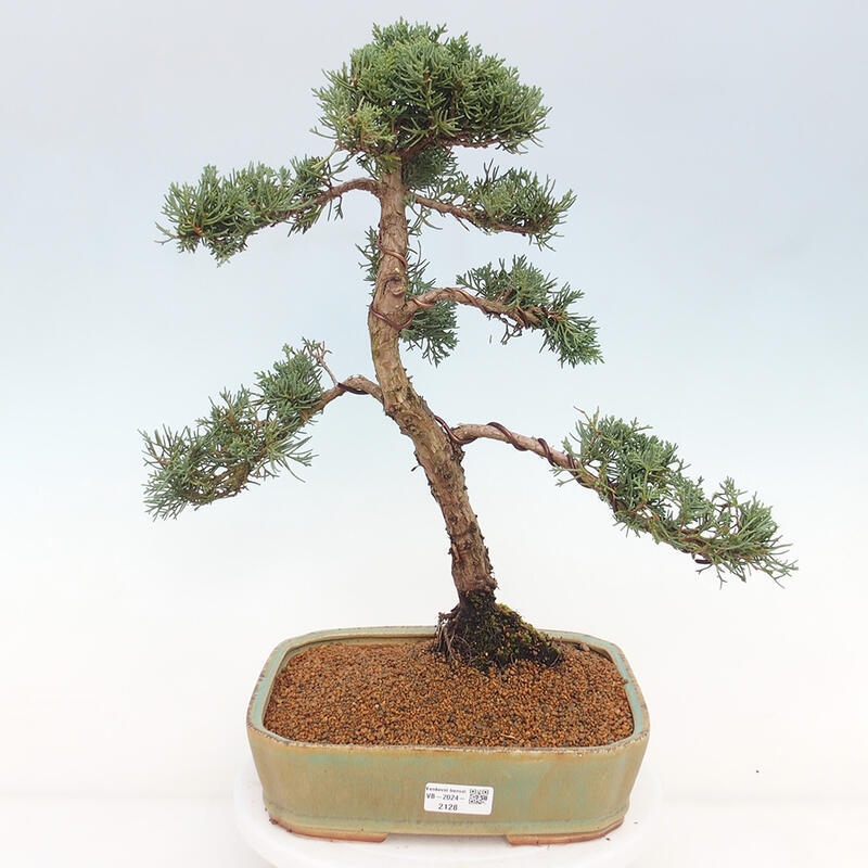 Vonkajšie bonsai - Juniperus chinensis Kishu -Jalovec čínsky