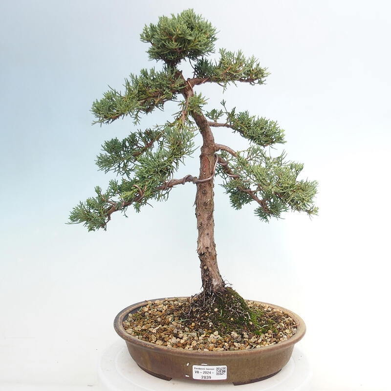 Vonkajšie bonsai - Juniperus chinensis Kishu -Jalovec čínsky
