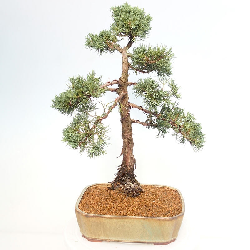 Vonkajšie bonsai - Juniperus chinensis Kishu -Jalovec čínsky