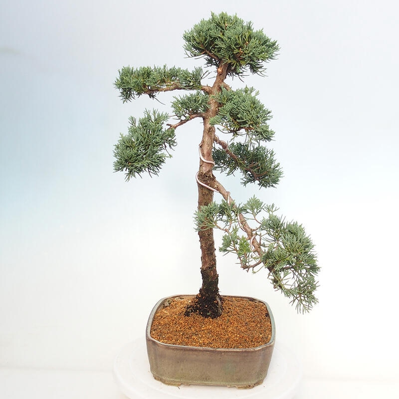 Vonkajšie bonsai - Juniperus chinensis Kishu -Jalovec čínsky