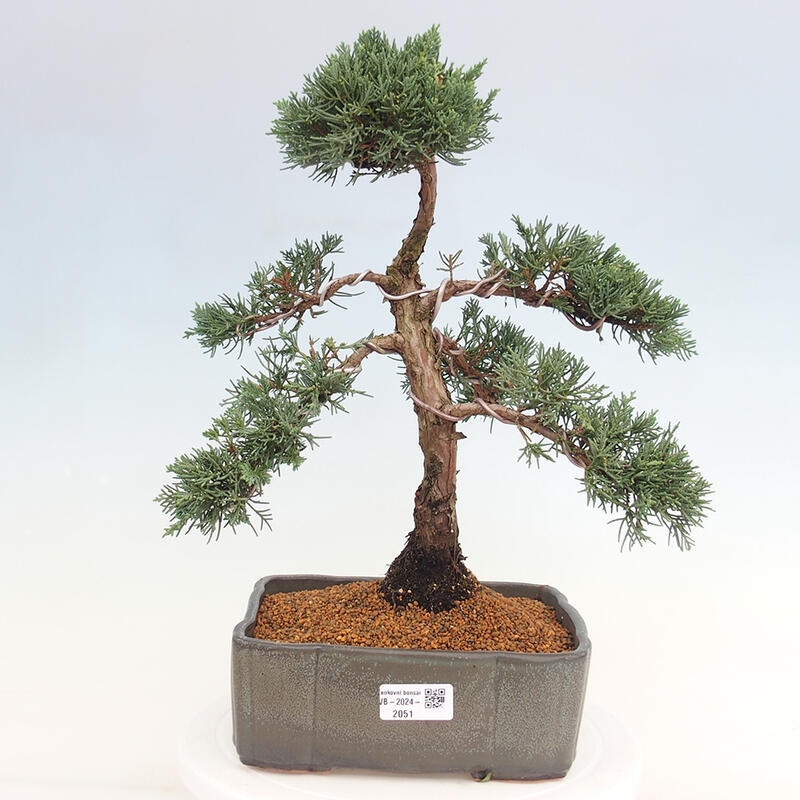 Vonkajšie bonsai - Juniperus chinensis Kishu -Jalovec čínsky