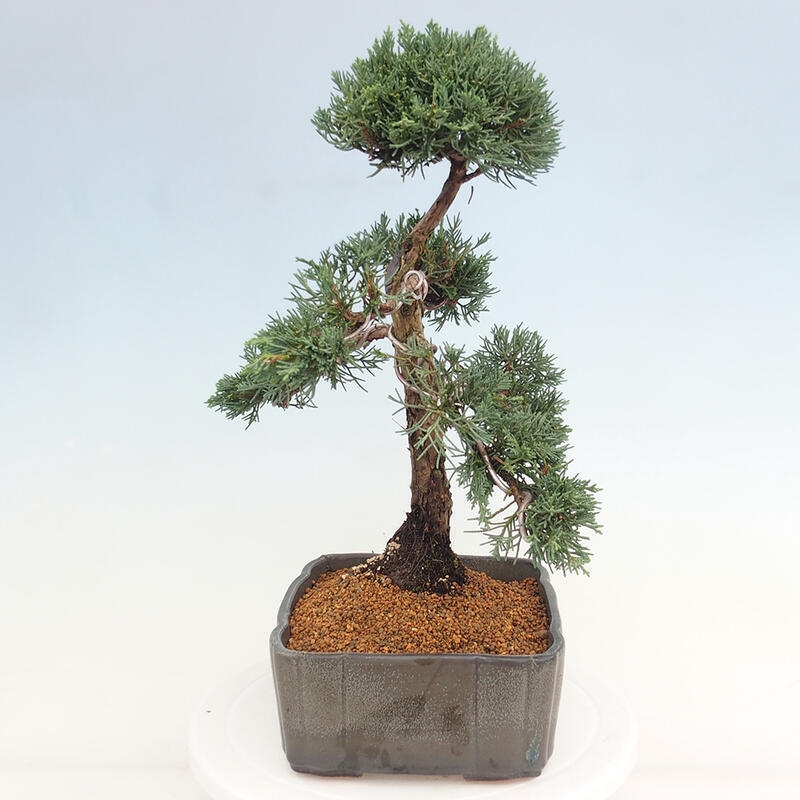Vonkajšie bonsai - Juniperus chinensis Kishu -Jalovec čínsky
