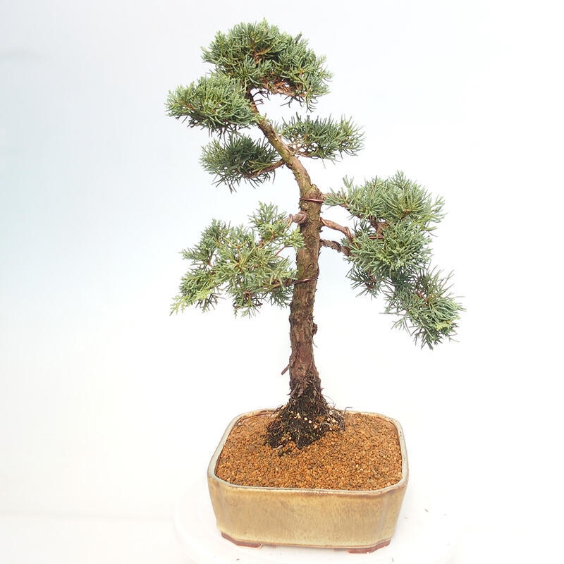Vonkajšie bonsai - Juniperus chinensis Kishu -Jalovec čínsky