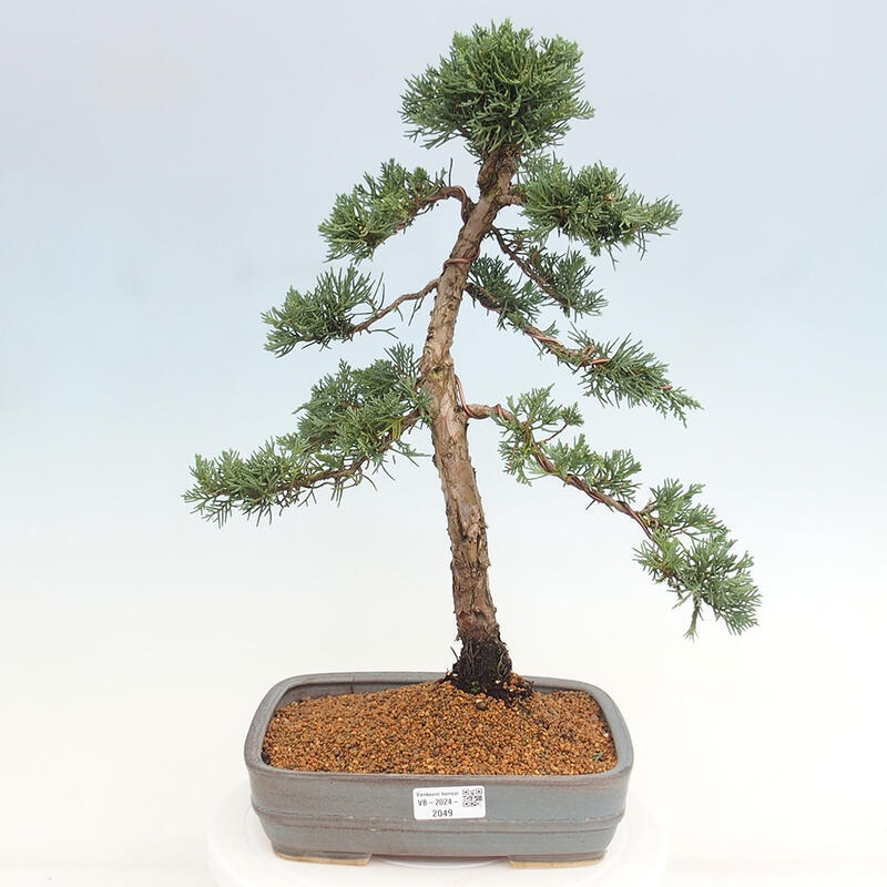 Vonkajšie bonsai - Juniperus chinensis Kishu -Jalovec čínsky