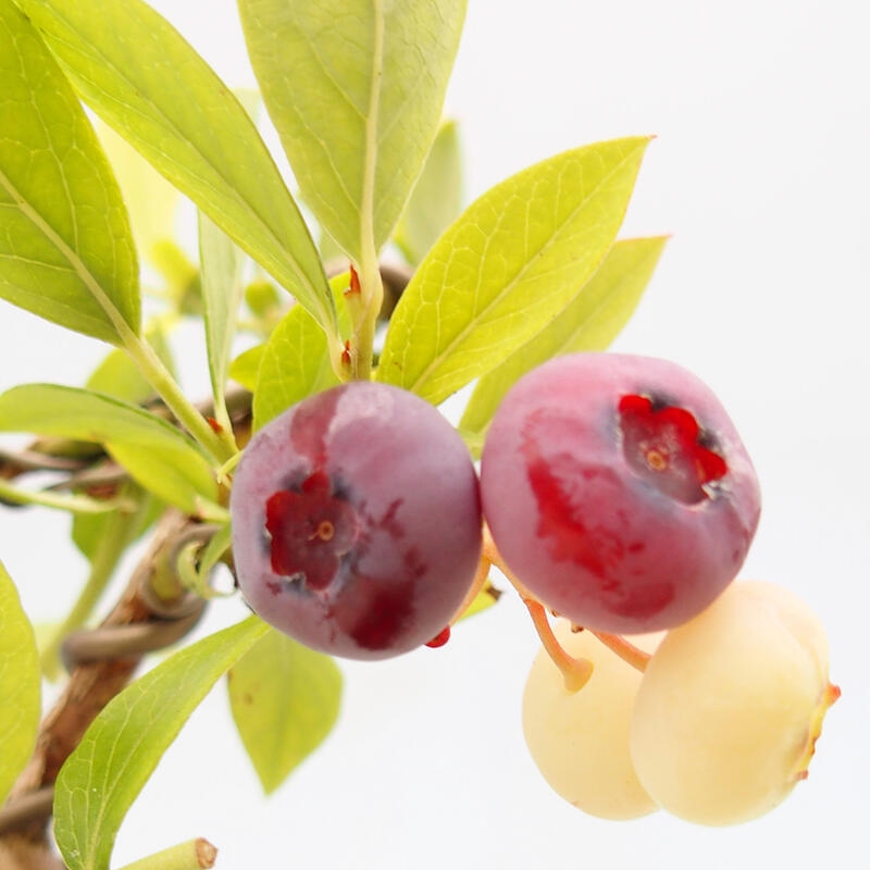 Vonkajšie bonsai - kanadská čučoriedka - Vaccinium corymbosum