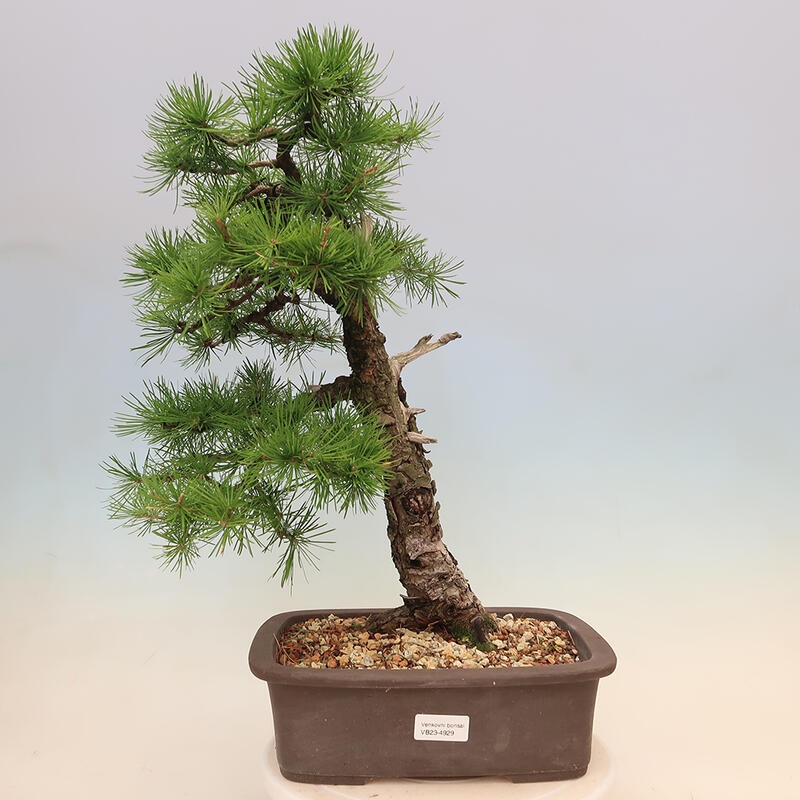 Vonkajšie bonsaje - Larix decidua - Smrekovec