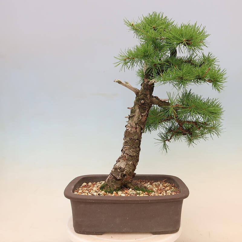 Vonkajšie bonsaje - Larix decidua - Smrekovec