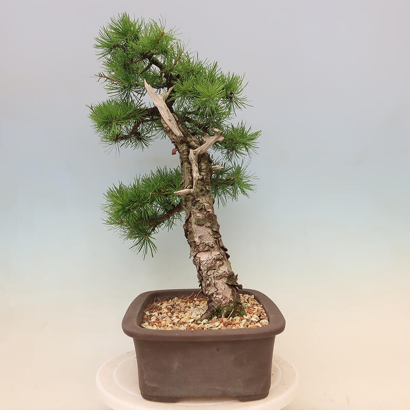 Vonkajšie bonsaje - Larix decidua - Smrekovec