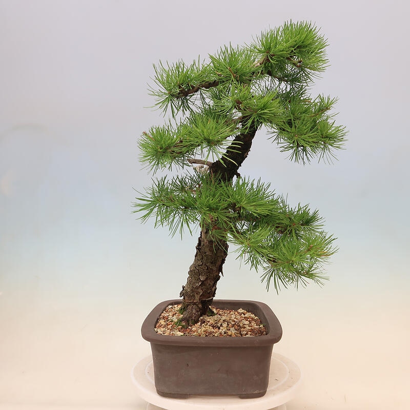 Vonkajšie bonsaje - Larix decidua - Smrekovec