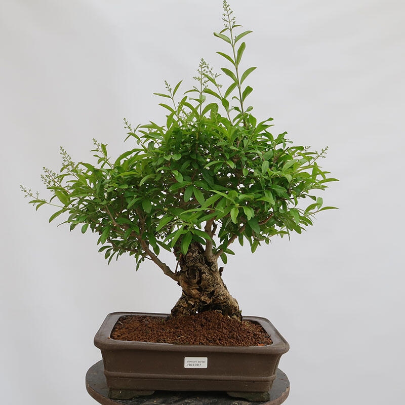 Vonkajší bonsai - Ligustrum vulgare - Vtáčí zob