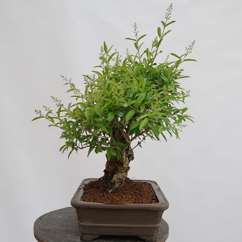 Vonkajší bonsai - Ligustrum vulgare - Vtáčí zob