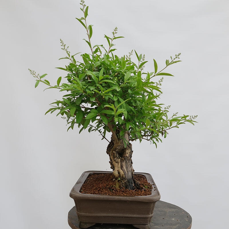 Vonkajší bonsai - Ligustrum vulgare - Vtáčí zob