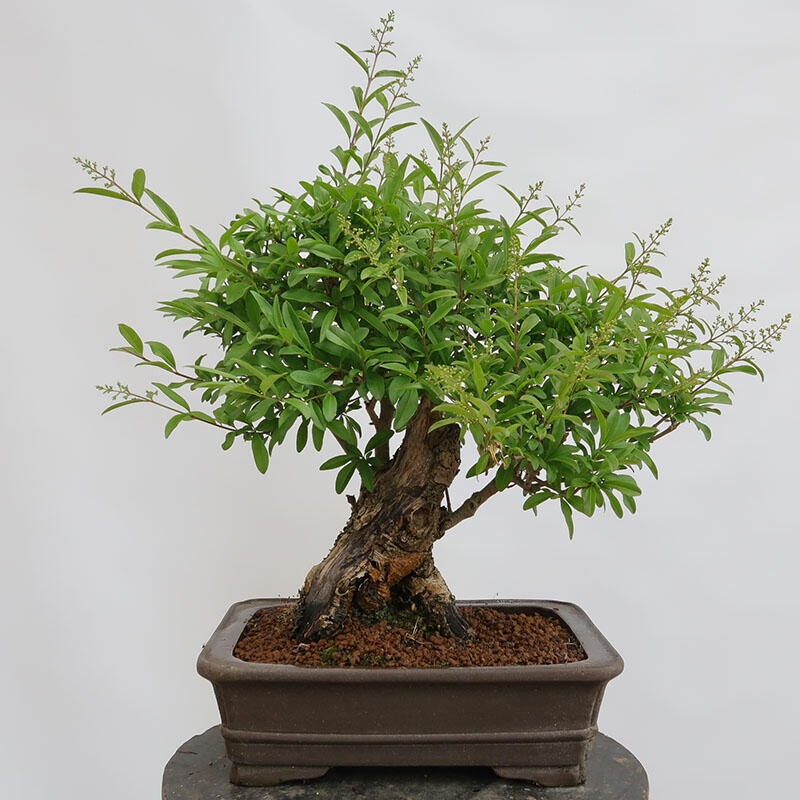 Vonkajší bonsai - Ligustrum vulgare - Vtáčí zob