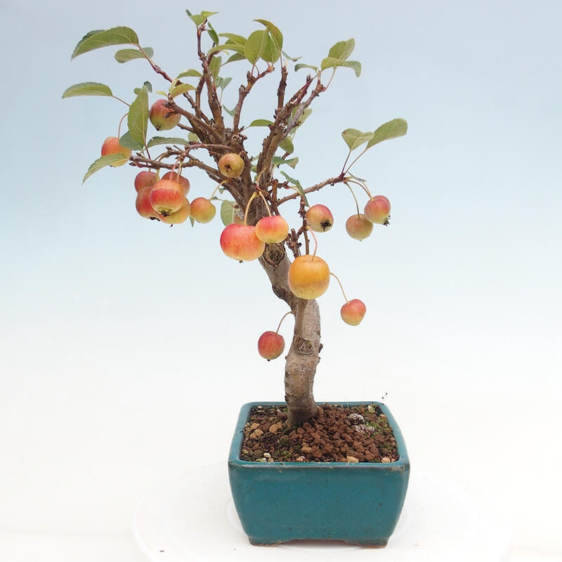 Vonkajší bonsai -Malus halliana - Maloplodá jabloň