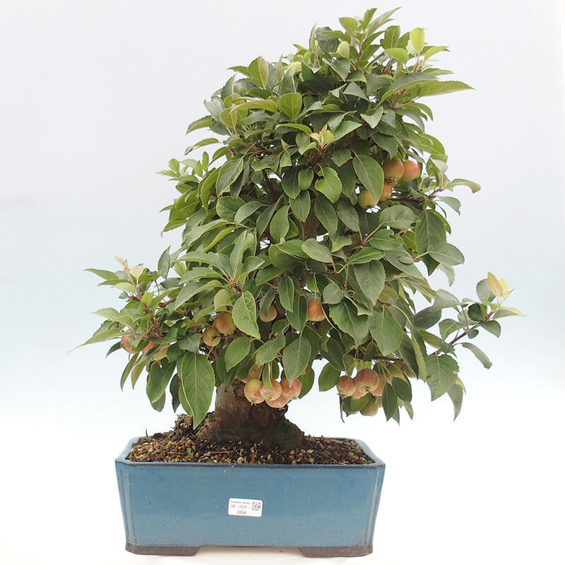 Vonkajší bonsai -Malus halliana - Maloplodá jabloň