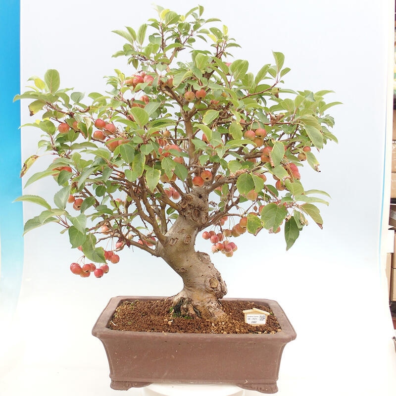 Vonkajší bonsai -Malus halliana - Maloplodá jabloň