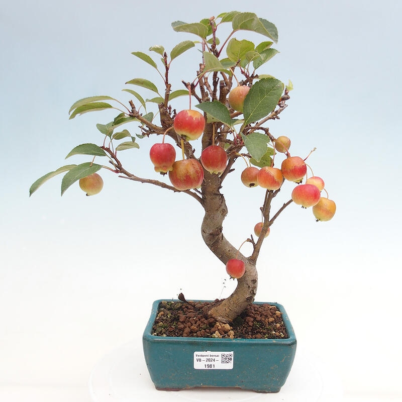 Vonkajší bonsai -Malus halliana - Maloplodá jabloň