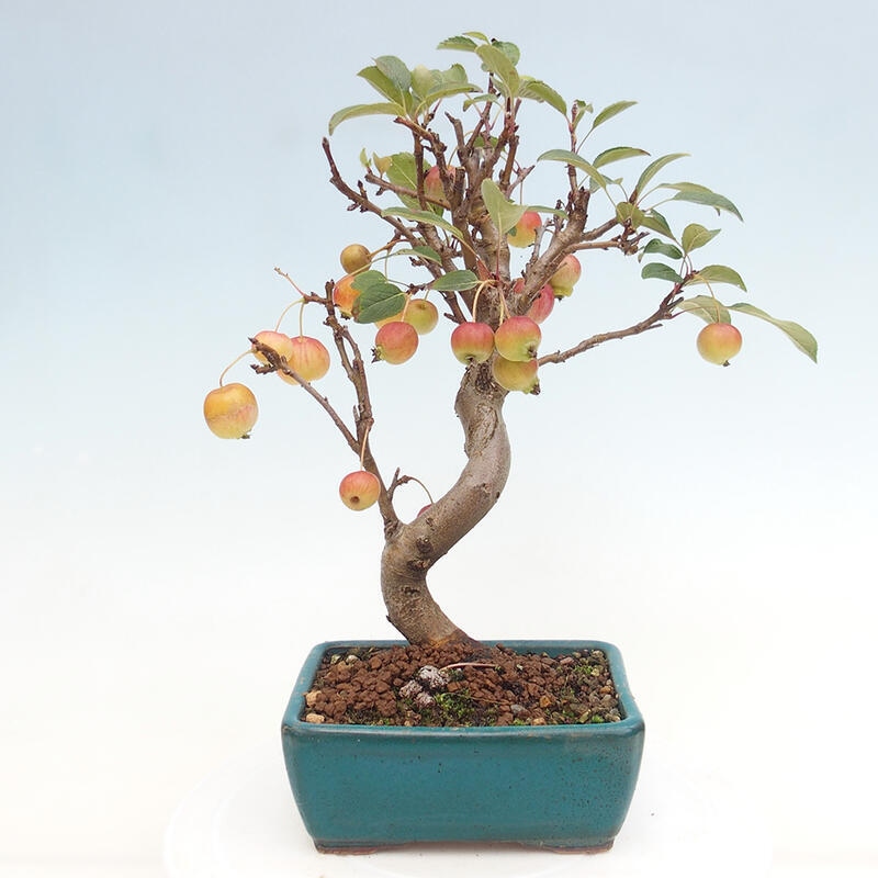 Vonkajší bonsai -Malus halliana - Maloplodá jabloň