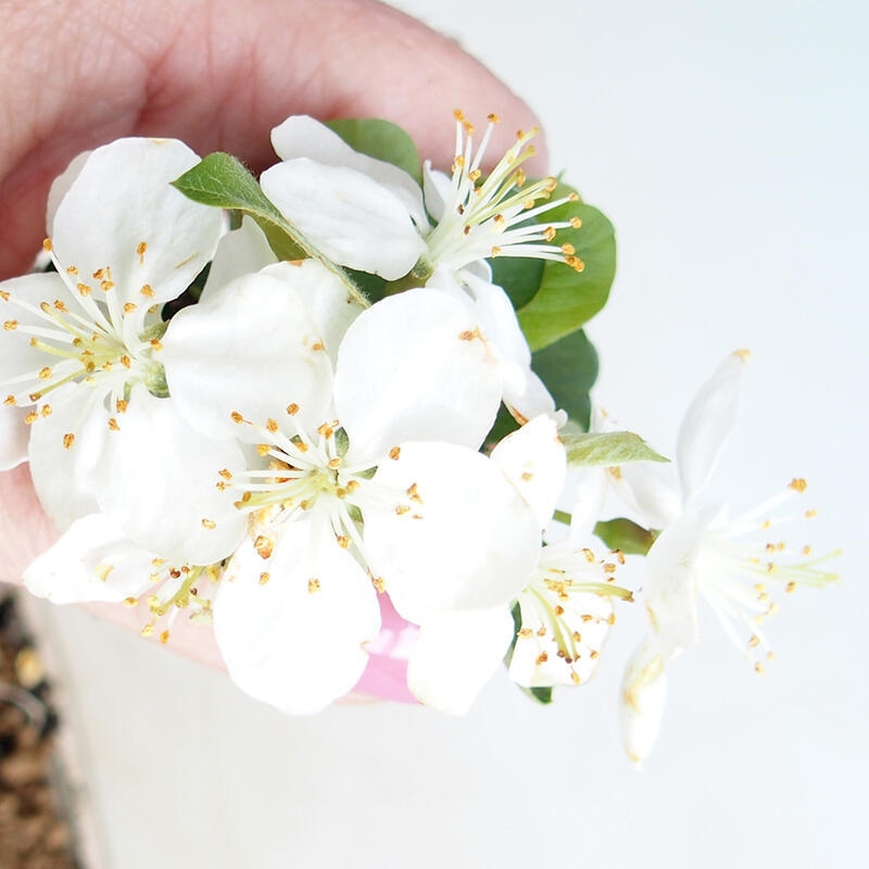 Vonkajšie bonsaje - Malus sargentii - Maloplodá jabloň