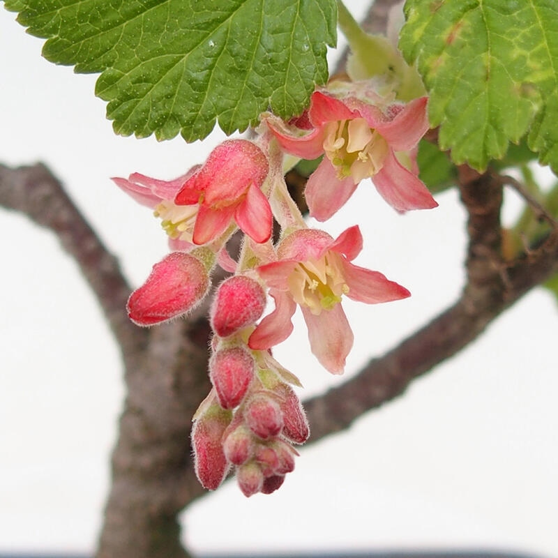 Vonkajší bonsai - Meruzalka krvavá - Ribes sanguneum