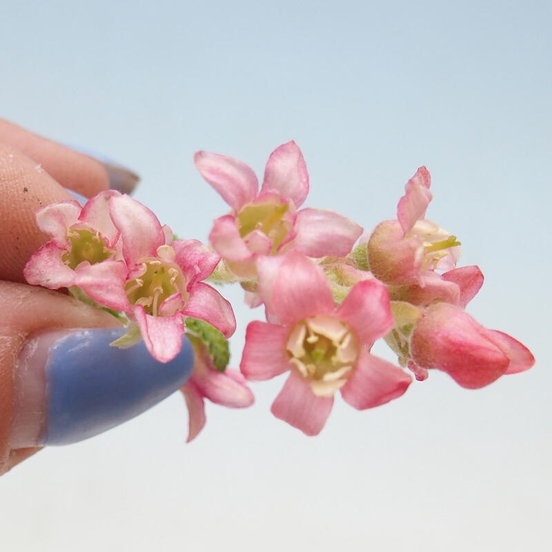 Vonkajší bonsai - Meruzalka krvavá - Ribes sanguneum