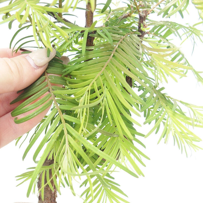 Vonkajšie bonsaje - Metasequoia glyptostroboides - čínska metasekvoja