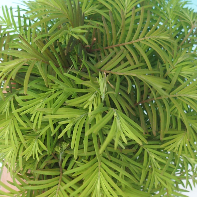 Vonkajšie bonsaje - Metasequoia glyptostroboides - čínska metasekvoja
