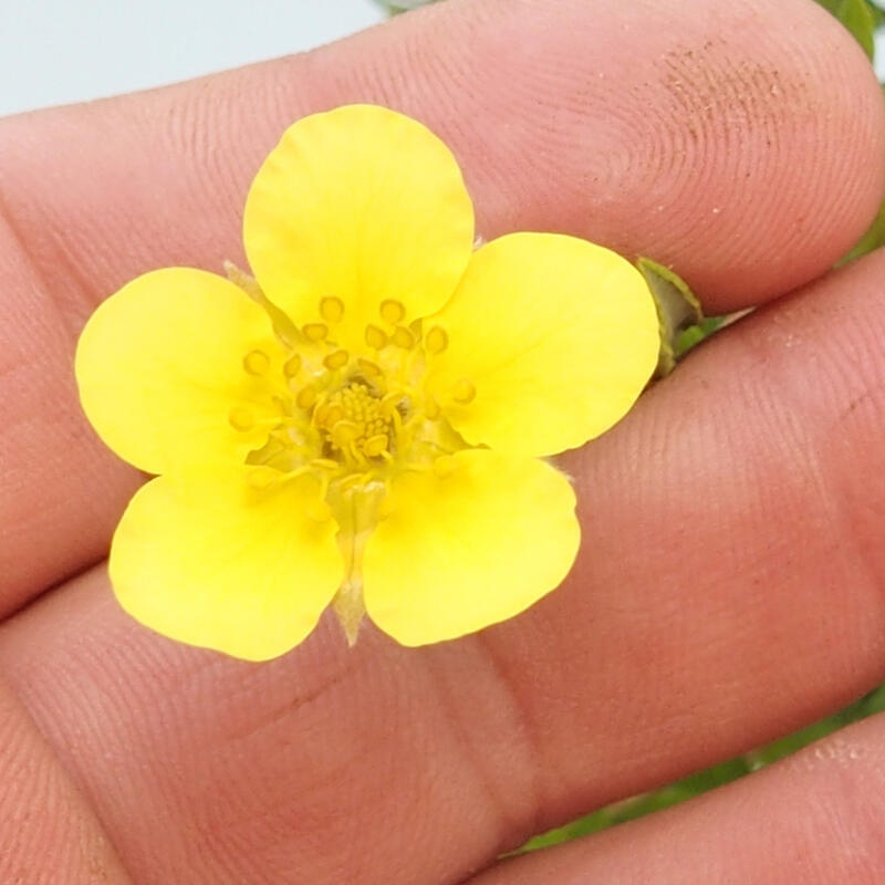 Vonkajšia bonsai-Nátržník krovitá - potentila fruticosa yellow Bird