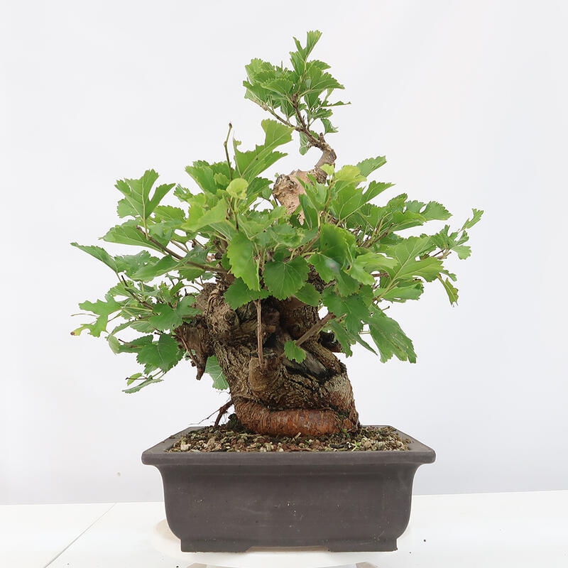 Vonkajšie bonsai -Morus albumy - moruše