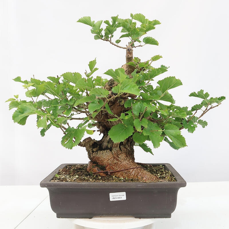 Vonkajšie bonsai -Morus albumy - moruše