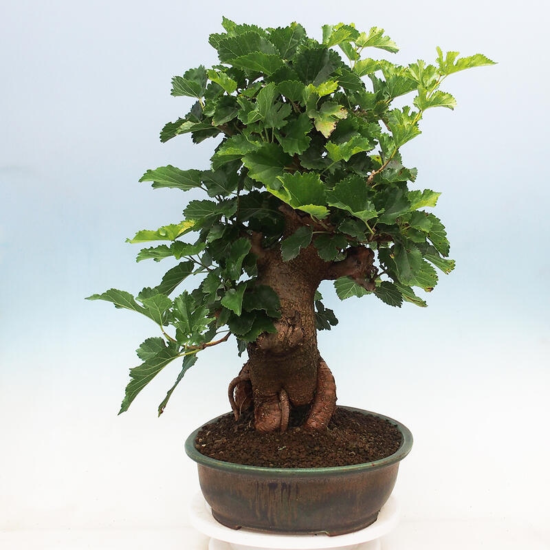 Vonkajšie bonsai -Morus albumy - moruše
