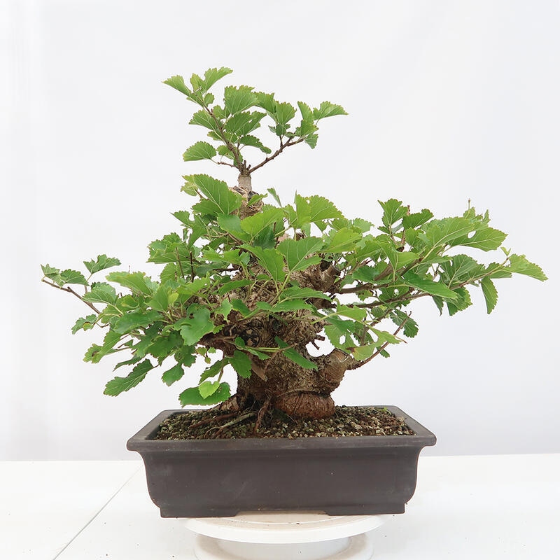 Vonkajšie bonsai -Morus albumy - moruše
