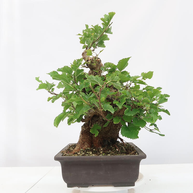 Vonkajšie bonsai -Morus albumy - moruše